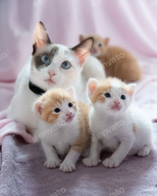 Preview: Selective focus closeup of cat and kittens on the bed