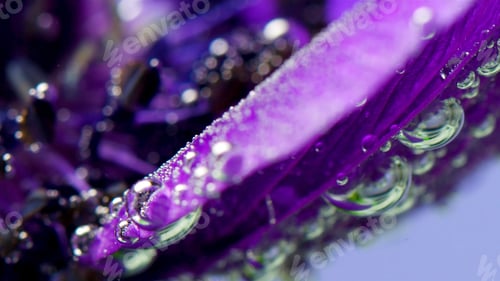 Preview: Beautiful purple open bud.Stock footage. Macro photography of art where flowers are lowered into the