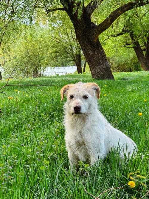 Preview: dog sitting on green grass under a tree
