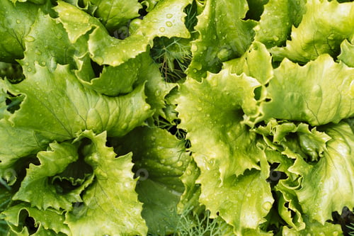 Preview: Cabbage salad leaves with water drops close-up