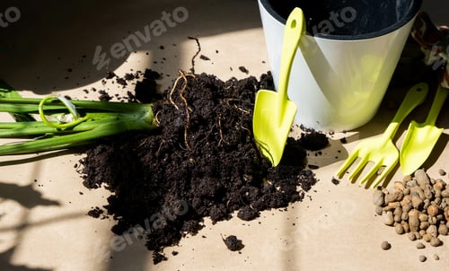Preview: An earthen lump of a potted plant with healthy roots. Transplanting