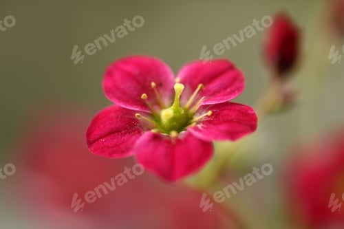 Preview: Close up of nice red flower