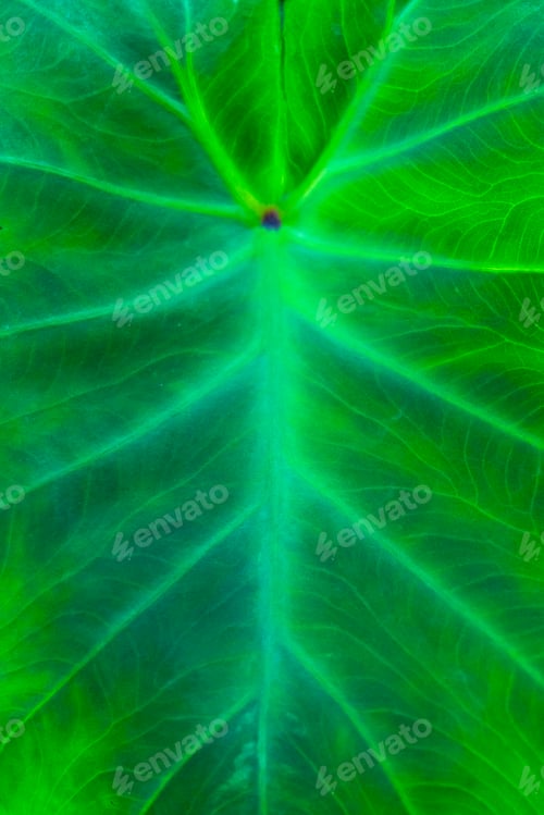 Preview: Texture of Taro leaf