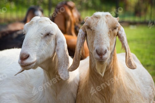 Preview: two goats in the ranch
