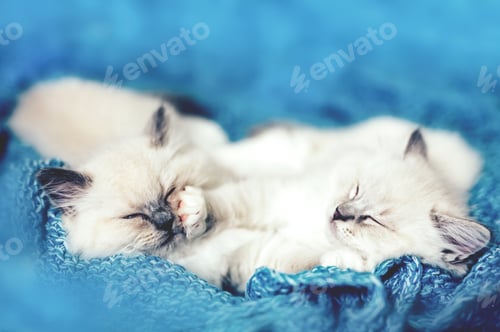 Preview: Two Ragdoll cats, small funny kittens sleeping together on blue blanket