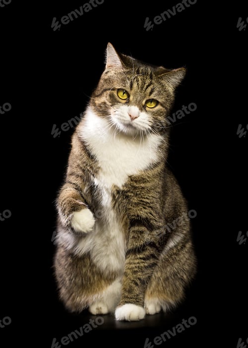 Preview: Alert Tabby Cat Standing Up With Paw Raised