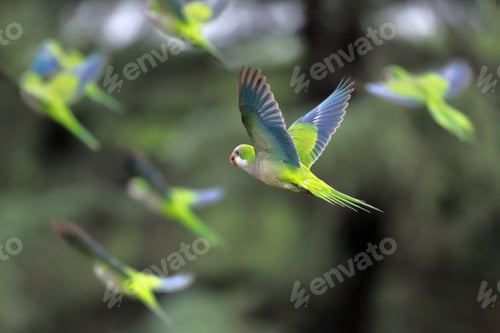 Preview: Flock of parrots in flight