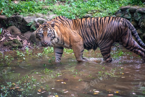 Preview: A Sumatran tiger, Panthera tigris sumatrae