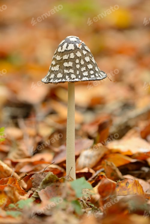 Preview: Mushroom details and closeups in European Beech forest in autumn
