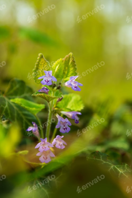 Preview: Glechoma hederacea wildflower close up photo