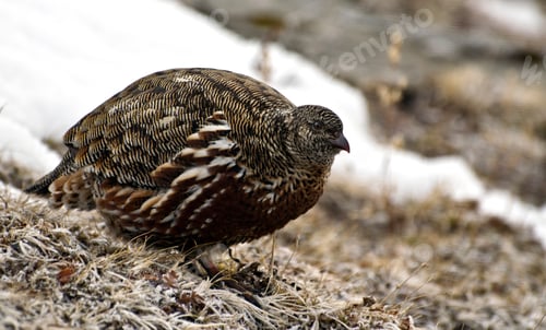 Preview: Snow partridge bird