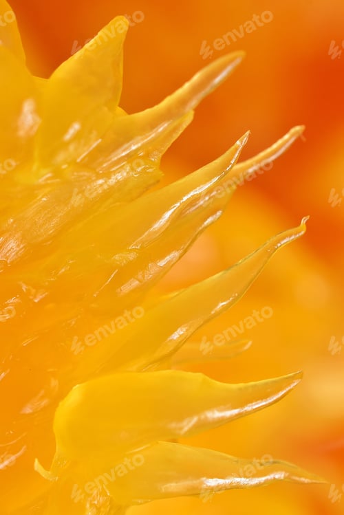 Preview: Macro photography