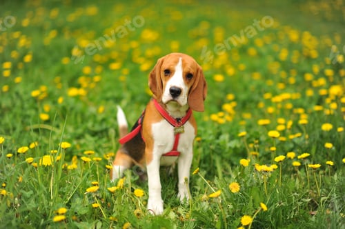 Preview: Dog portrait back lit background. Beagle with tongue out in grass during sunset in fields