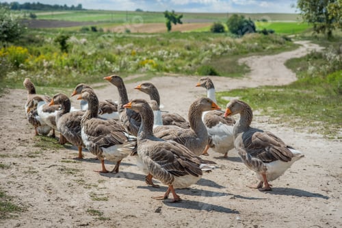 Preview: Geese domestic walking on dirt road, winding behind the village in the pasture