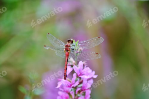 Preview: Paste nature dragonfly zoomed in