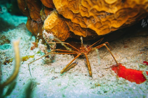 Preview: wide macro shot of a spider crab