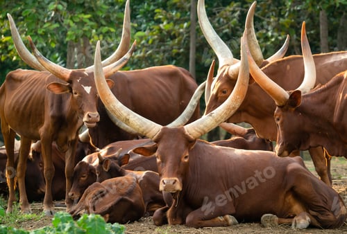 Preview: herd of ankole watusi cattle in zoo