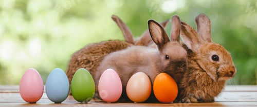 Preview: Easter bunny and eggs on green grass outdoor, Cute rabbit sitting on green field spring meadow