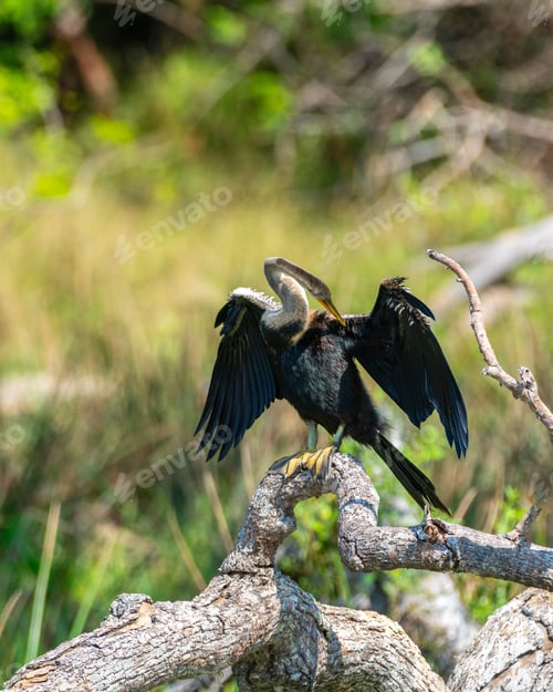 Preview: Oriental Darter drying itself with outstretched wings, perched on fallen tree in Yala National Park.