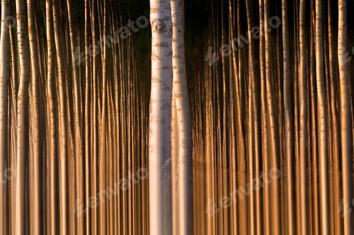Preview: Woods of trees with long trunks