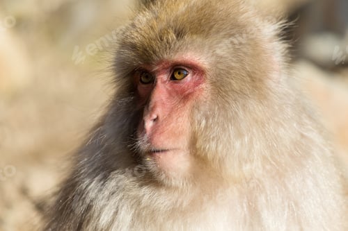 Preview: Monkey