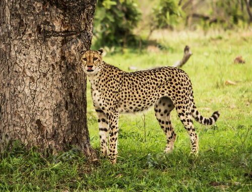 Vista previa: A Scenic Botswana Wildlife pictures
