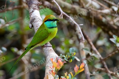Preview: Green bee-eater or Merops orientalis perching on a twig