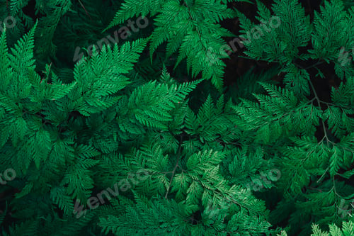 Preview: Close up green leave fern. Nature green plant pattern background and texture.