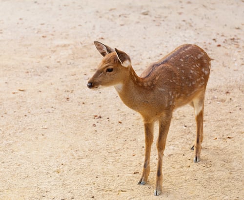 Preview: Female roe deer