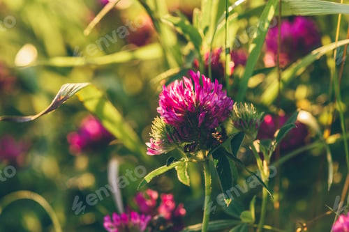Preview: Meadow of Clover Flowers.
