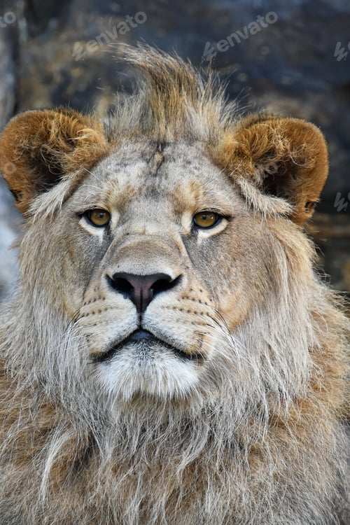 Preview: Close up portrait of young male African lion