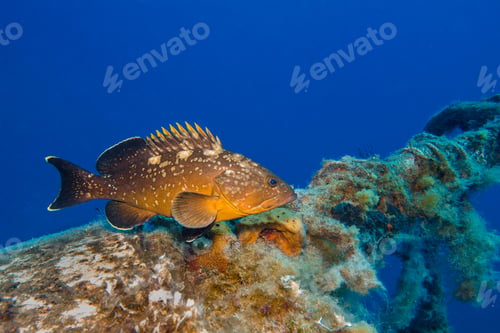 Preview: Dusky Mediterranean grouper from Larnaca, Cyprus
