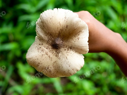 Preview: Hand of a boy holding uncultivated eatable mushroom