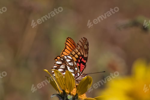 Preview: A colorful butterfly gracefully perches on a vibrant flower, pollinating the wild landscape