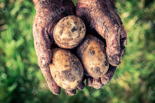 Preview: Closeup of potatoes holding by dirty hands