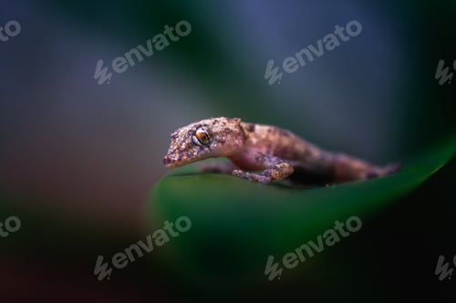 Preview: Macro closeup shot of a tiny brown gecko lying on a green leaf