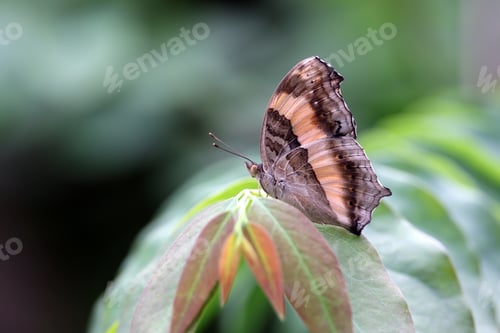 Preview: Close up shot of beautiful butterfly