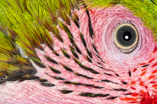 Preview: Macro head shot of a Great green macaw bird, details on eyes and small feathers, Ara ambiguus