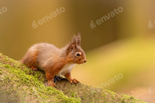 Preview: Red Squirrel, Shap, 26.2.24