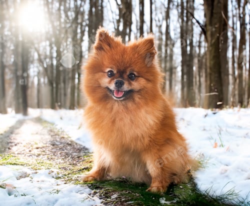 Preview: young pomeranian in nature