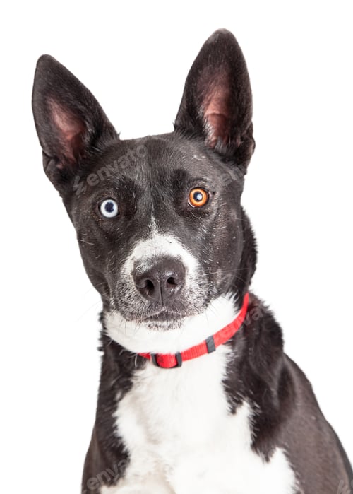 Preview: Portrait Dog Pretty Eyes