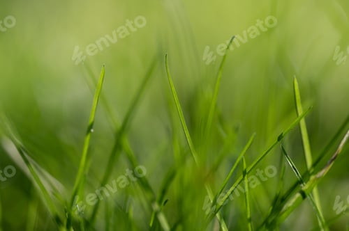 Preview: Selective focus shot of green grass in a meadow