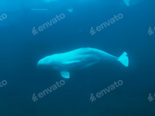 Preview: Beluga Whale