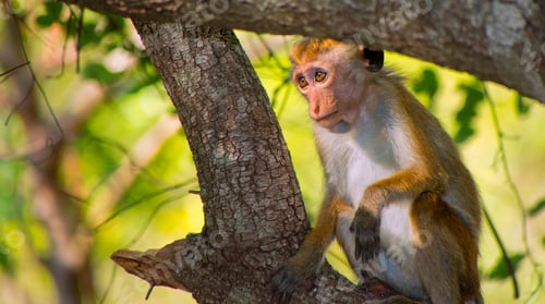 Preview: Toque Macaque, Wilpattu National Park, Sri Lanka