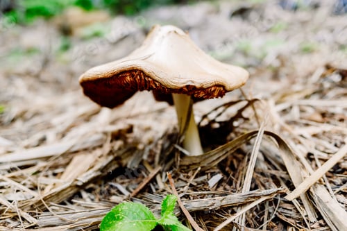 Preview: Detail of mushrooms that grow among the wet stubble of a forest, background out of focus.