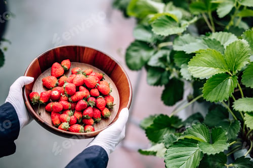 Preview: Cutting-edge automation, strawberry farm yields year-round. Precisely manage climate, temp, humidity