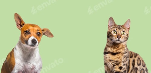 Preview: Head shot bengal cat and Jack russell terrier dog together on a
