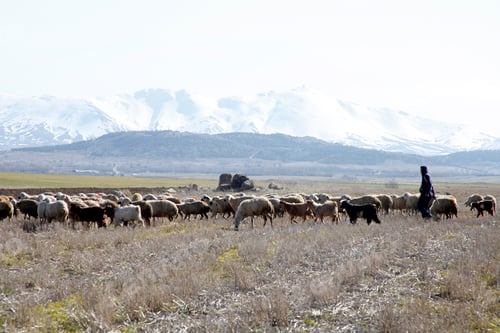 Preview: Hasan Mountain. Herd of sheep. Aksaray, Turkey