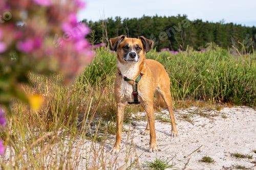 Preview: Puggle dog standing on a sandy path in a vibrant field of purple flowers
