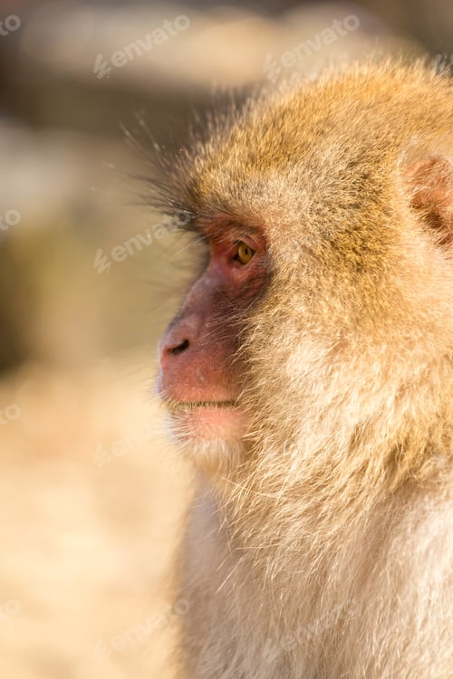 Preview: Wildness monkey side profile